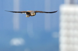 赤峰市飛行員廠電話號碼