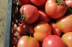 赤峰松山區(qū)苯板廠電話多少