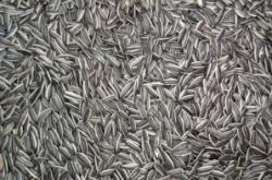 赤峰收購葵花籽廠家電話號碼