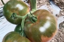 赤峰電動(dòng)粉草機(jī)廠家電話號碼