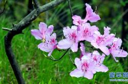 赤峰烏良蘇杜鵑花店電話號(hào)碼