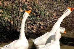 赤峰大鵝萬悅城店電話號碼