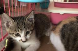 赤峰領(lǐng)養(yǎng)小貓咪電話號碼查詢