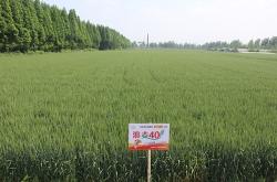 赤峰小麥種子公司電話號(hào)碼