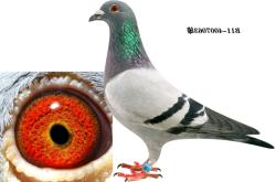 赤峰市酷鴿燒烤地址電話號碼