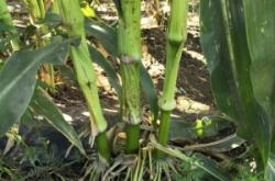 赤峰豬喉骨批發(fā)零售電話號碼