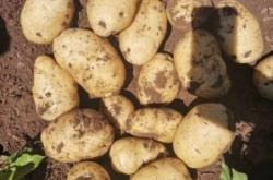 赤峰市土豆代辦公司電話號碼