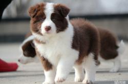 赤峰邊牧養(yǎng)殖場(chǎng)地址電話號(hào)碼