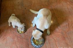 赤峰賣狗糧電話號(hào)碼查詢地址