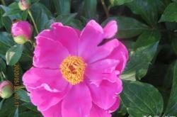 赤峰芍藥花鋪電話多少啊