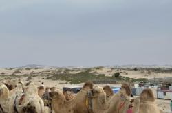 赤峰穿梭機廠家直供電話號碼