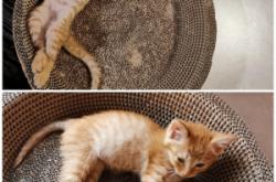 赤峰橘兒貓咖啡館電話號碼