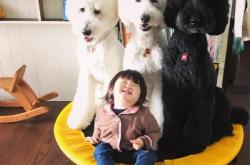 赤峰狗狗代買電話號碼查詢地址