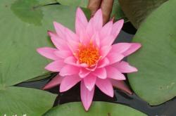 赤峰花草魚蟲市場地址電話號碼