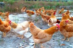 赤峰蛋雞苗養(yǎng)殖場地址電話號碼