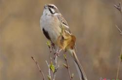 赤峰野生動(dòng)物舉報(bào)網(wǎng)站電話是多少