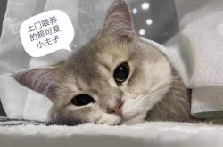 赤峰貓咪上門服務(wù)電話號(hào)碼是多少