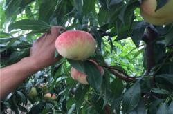 赤峰烤煙批發(fā)電話號(hào)碼多少號(hào)