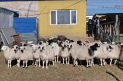 赤峰羊養(yǎng)殖廠電話多少號