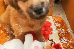 赤峰紅山區(qū)領(lǐng)養(yǎng)貓咪電話號(hào)碼