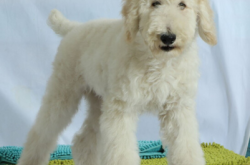 赤峰賣巨貴犬的地方電話號碼