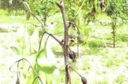 赤峰動(dòng)植物檢疫中心電話號碼