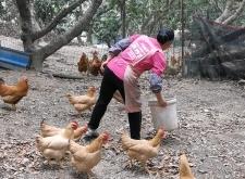 赤峰養(yǎng)雞場聯(lián)系方式電話號碼