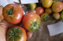 赤峰鹿苗批發(fā)市場(chǎng)電話號(hào)碼