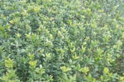 赤峰大葉黃楊批發(fā)廠家電話號碼