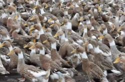 內蒙赤峰育苗基地電話是多少號