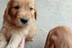 赤峰金毛交易市場(chǎng)電話地址查詢