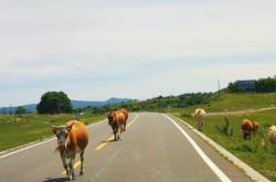 赤峰到白斯朗營子客車