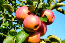 赤峰賣(mài)果蔬粉的地方電話號(hào)碼