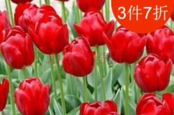 赤峰郁金香花球廠家電話號(hào)碼