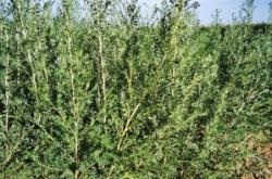 赤峰寵物育苗基地電話號碼查詢