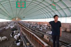 赤峰養(yǎng)羊基地電話多少號(hào)