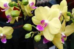 赤峰雨潤花卉批發(fā)電話號(hào)碼查詢