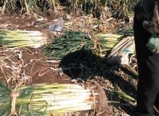 赤峰蔥籽基地在哪里啊電話(huà)多少