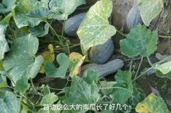 赤峰市收大棗的地方電話號(hào)碼