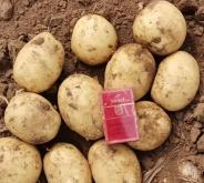 赤峰土豆包裝廠家電話號碼