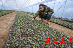 赤峰甘藍(lán)育苗基地電話號碼查詢