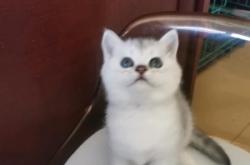 赤峰大型寵物市場(chǎng)地址電話號(hào)碼