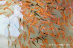 赤峰錦鯉養(yǎng)殖廠電話多少號