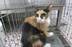 赤峰松山區(qū)貓狗市場(chǎng)電話號(hào)碼