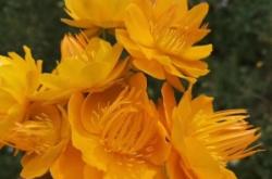 赤峰解憂花鋪電話號(hào)碼查詢是多少