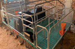 赤峰母豬廠家電話號碼查詢