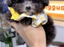 赤峰市泰迪狗狗出售電話號碼