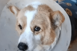 赤峰市寵物柯基店電話號碼