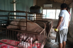 赤峰農(nóng)村養(yǎng)豬場(chǎng)電話(huà)號(hào)碼多少