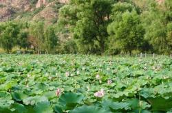 赤峰專業(yè)種植荷花基地電話號(hào)碼